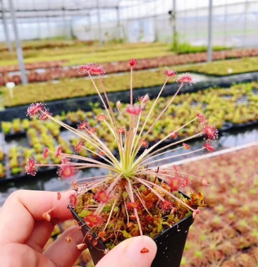 食虫植物孔雀茅膏菜驱蚊植物捕蝇草盆栽花卉多肉绿植批发供