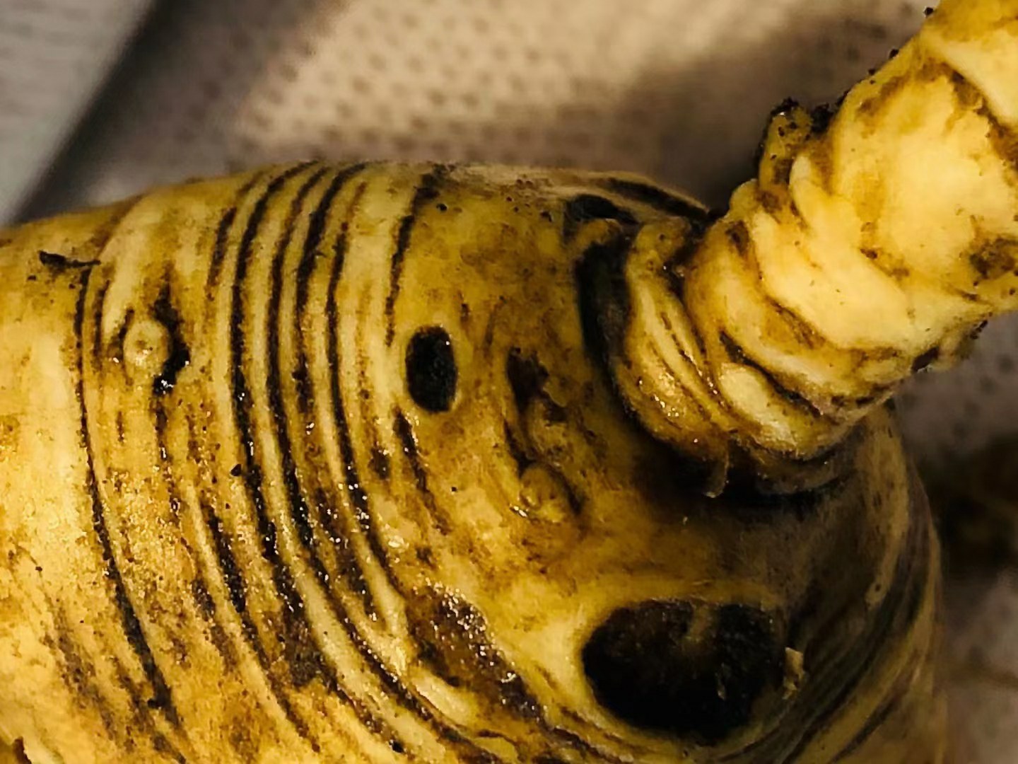 北沙参的植物形态与药材形态对比图