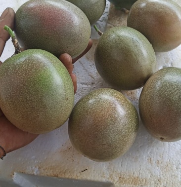 [百香果批发]云南梁河高山百香果价格7.50元/斤 - 一亩田