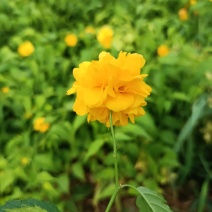 棣棠批发