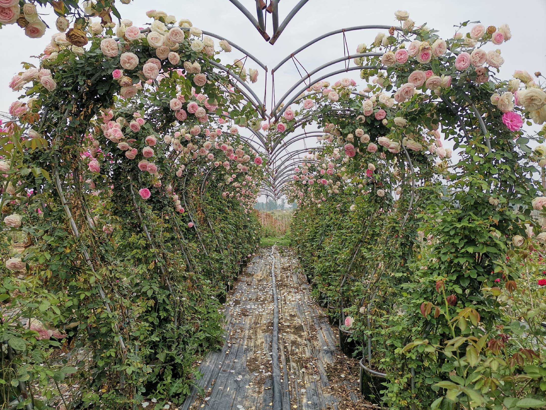 ‘Blue for You’在庭院廊架上的整体景观效果