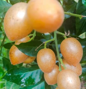 鸡心黄皮果黑黄果型大颜色靓丽酸甜可口果实饱满多汁