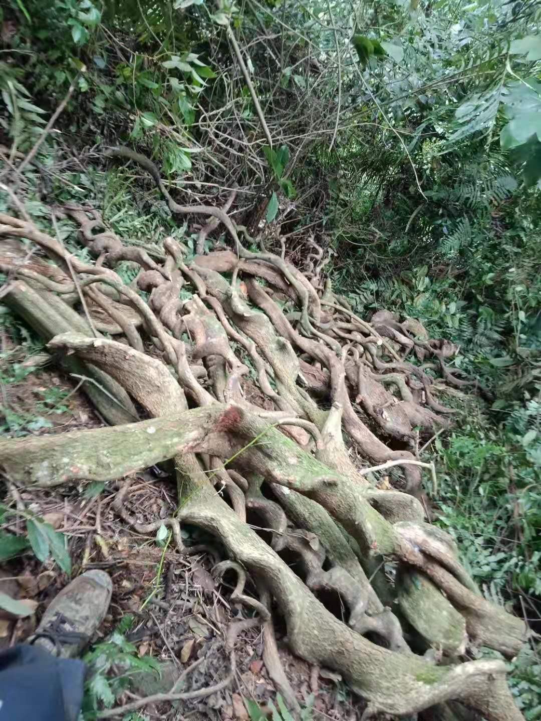 中药过江龙图片与功效图片