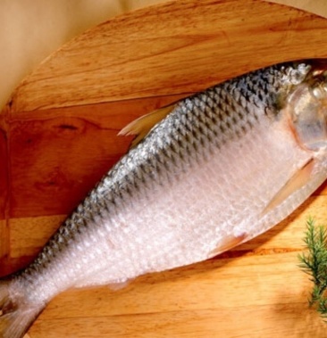 【包邮_4条鲥鱼】热销新鲜冷冻养殖鲥鱼无需刮鳞2条4条