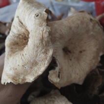 野生菌(奶浆菌，鹅掌，白菌)白菌混装干品杂菌干货