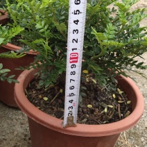 清香木基地直发
