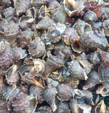 [海螺批发]鱼船打的小海螺价格20.00元/斤 - 一亩田