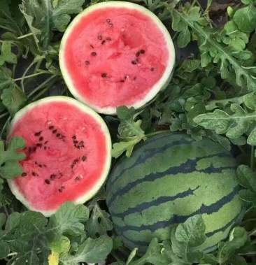二茬美都西瓜个头均匀皮薄瓜甜