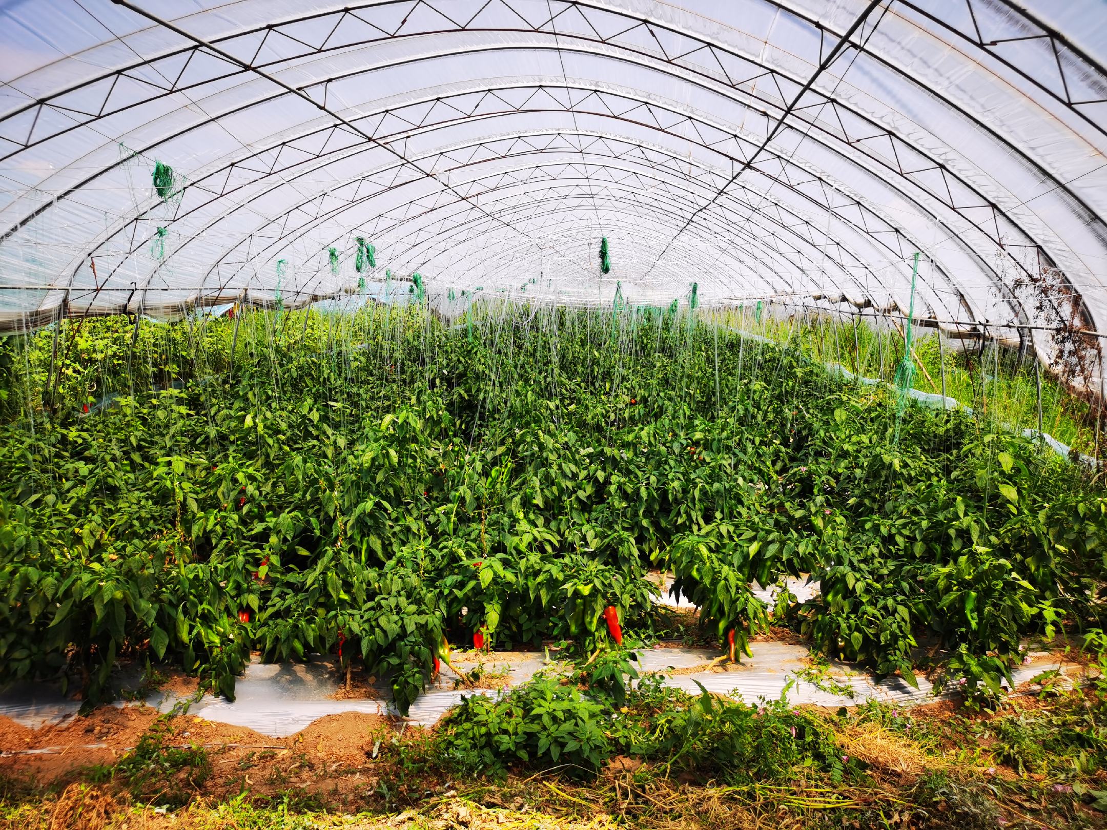 现代化日光温室内整齐排列的泡椒植株,采用吊蔓栽培方式,绿色叶片茂盛,部分果实已转为鲜红色,工人正在进行人工授粉作业,背景可见温控设备显示屏 泡椒温室种植场景