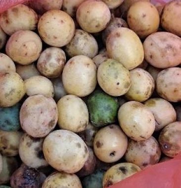 [酸枣批发]鼻涕果价格3.00元/斤 - 一亩田