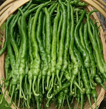 [二荆条辣椒批发]薄皮笼子二青条价格1.60元/斤 - 一亩田