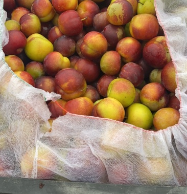 [李子批发]齐齐哈尔干碗李子价格1.50元/斤 - 一亩田