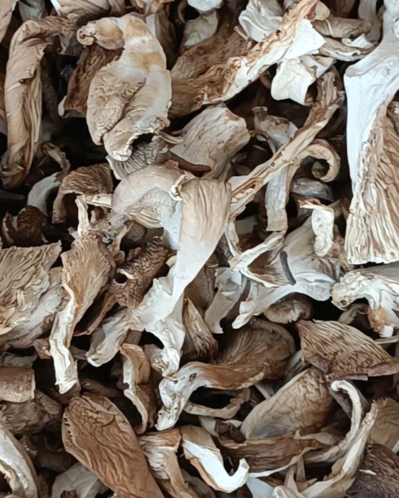 干平菇鲍鱼菇自然风干,营养健康.河北产地直供精品平菇