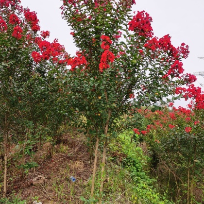 湖南红火球紫薇价格行情走势 - 一亩田