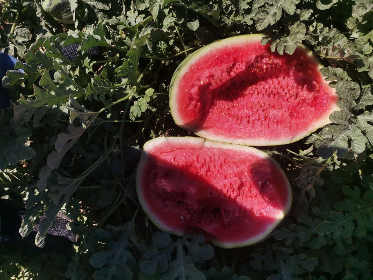 切开的金城5号西瓜内部结构特写