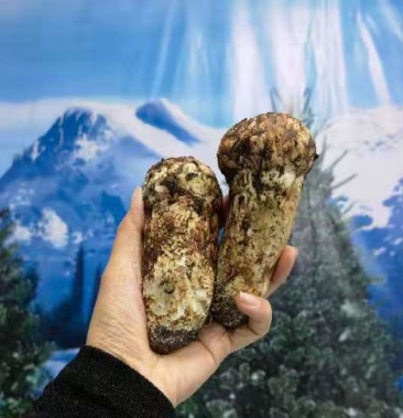 香格里拉好海拔雪山新鲜松茸产地直销
