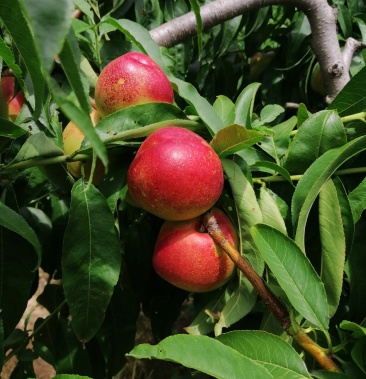 [桃批发]黄河边上红芙蓉油桃价格1.80元/斤 - 一亩田