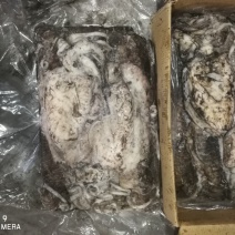 印度墨鱼