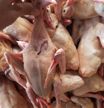 乳鸽 冰鲜 冰冻乳鸽 厂家直销各种规格齐全 欢电话咨询