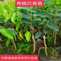 沉香树苗奇楠沉香苗嫁接苗带杯