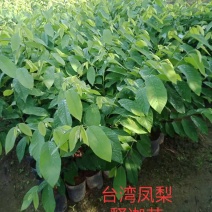 自家种植台湾凤梨释迦嫁接苗中袋~小袋苗~裸根苗