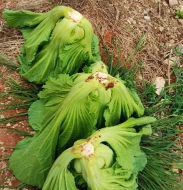 [芥菜批发]大量出售包芥价格0.60元/斤 - 一亩田