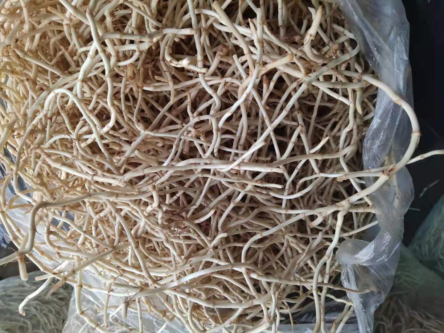 鱼腥草根食用警示标识图