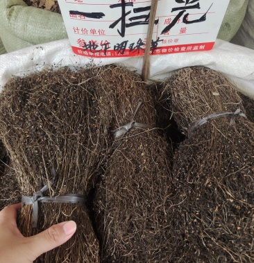 中药材 茅膏菜 一扫光 正品新货