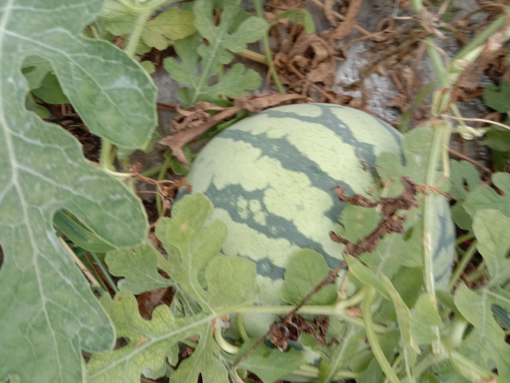 一位厨师在阳光充足的市场中手持一个深绿色条纹分明的无籽西瓜,正在用手指轻敲瓜皮测试成熟度,背景是整齐摆放的多个西瓜,突出挑选过程的真实场景 挑选新鲜无籽西瓜