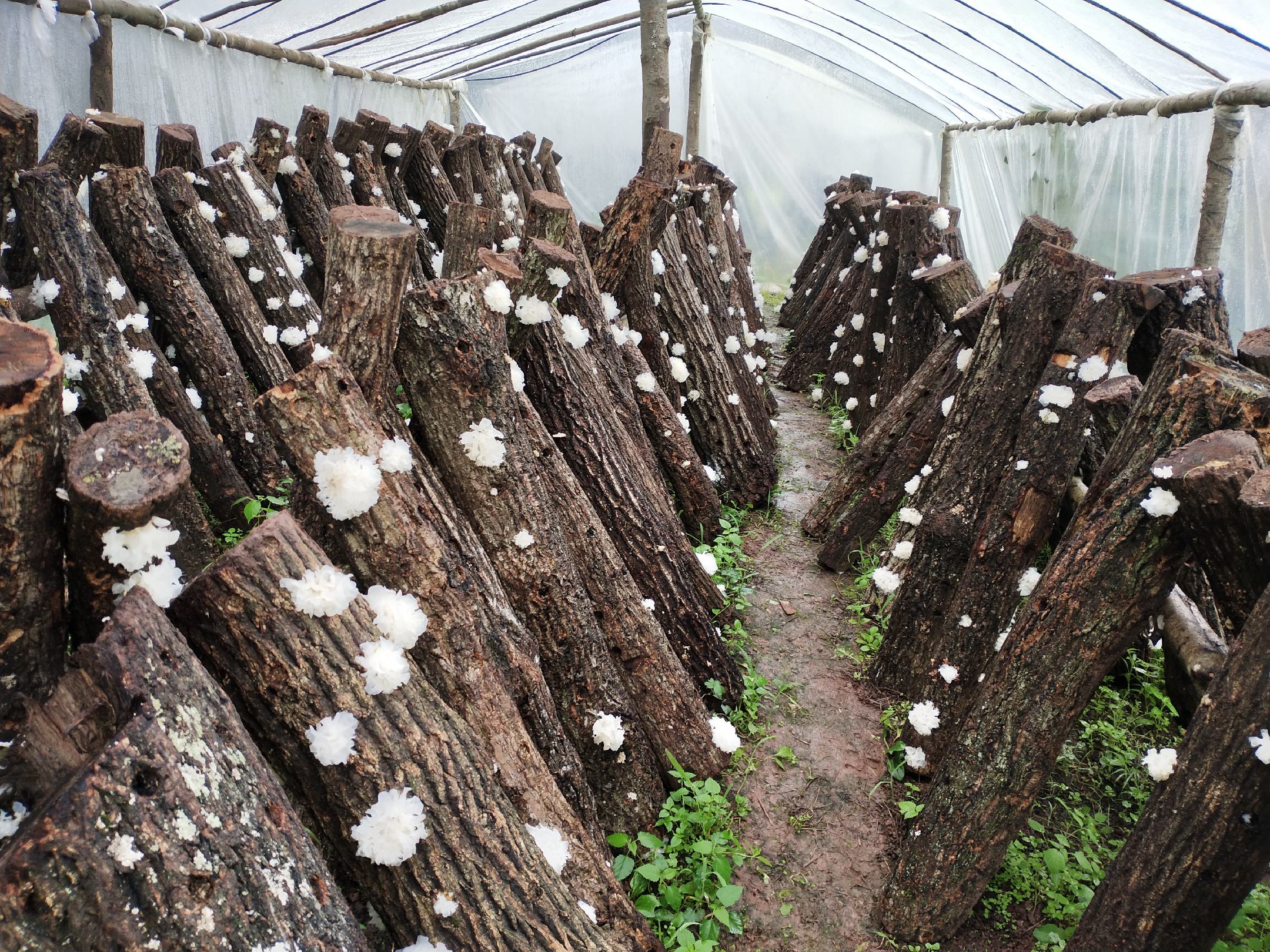 椴木银耳生长在椴木上的特写