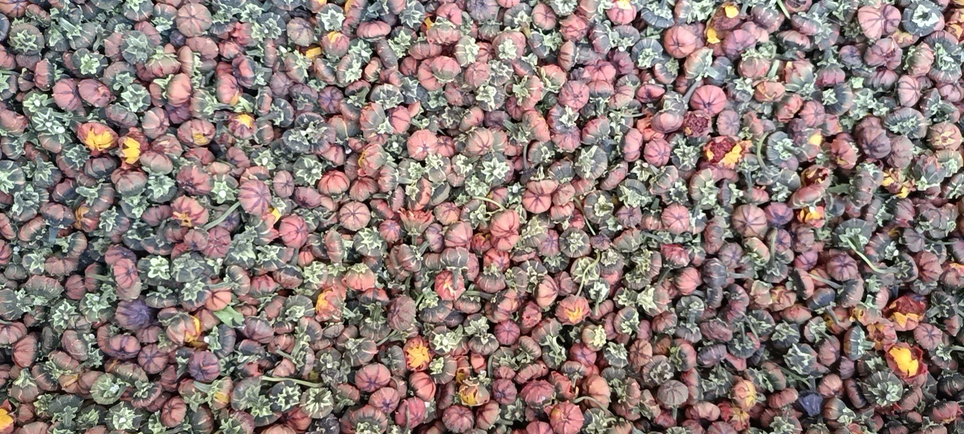 胎菊王特写照片