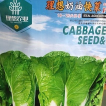 奶油快菜，早熟，生长速度快，内叶淡黄色，