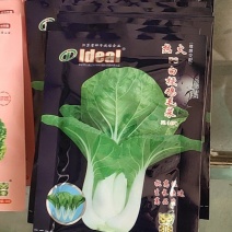 白梗鸡毛菜。浅绿色，