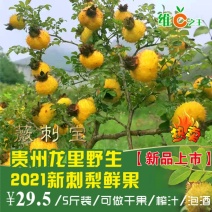 贵州刺梨鲜果2021年鲜刺梨vc果王现摘100公斤起售