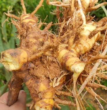 种植南姜,产地直销,鲜货现挖现卖