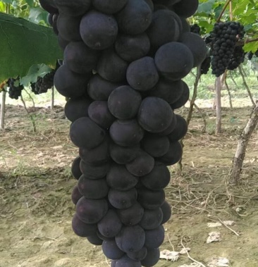 兴华王葡萄产地直销量大优惠可视频看货