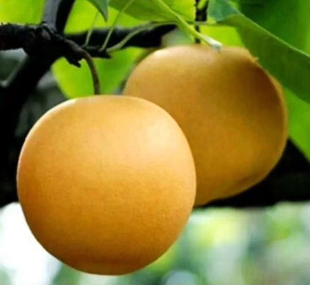 丰水梨与黄金梨植株对比图