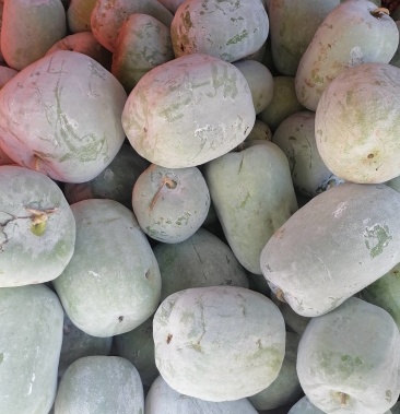 冬瓜大量上市 一串铃冬瓜