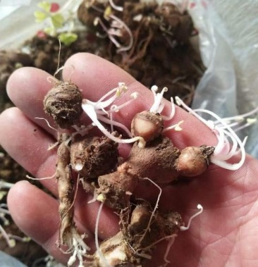 红花酢浆草种球四叶草盆栽幸运草阳台庭院花卉持续开花醡浆草