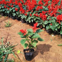 一串红花苗盆栽黄金菊花苗五彩石竹花苗草花耐寒植物景观绿化
