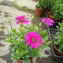 多年生四季蓝目菊花盆栽绿植花卉阳台庭院花种子