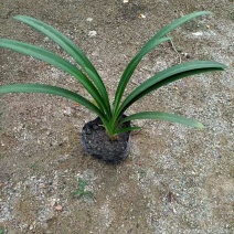 百子莲盆栽多年生常绿阳台庭院露台花卉植物盆栽苗