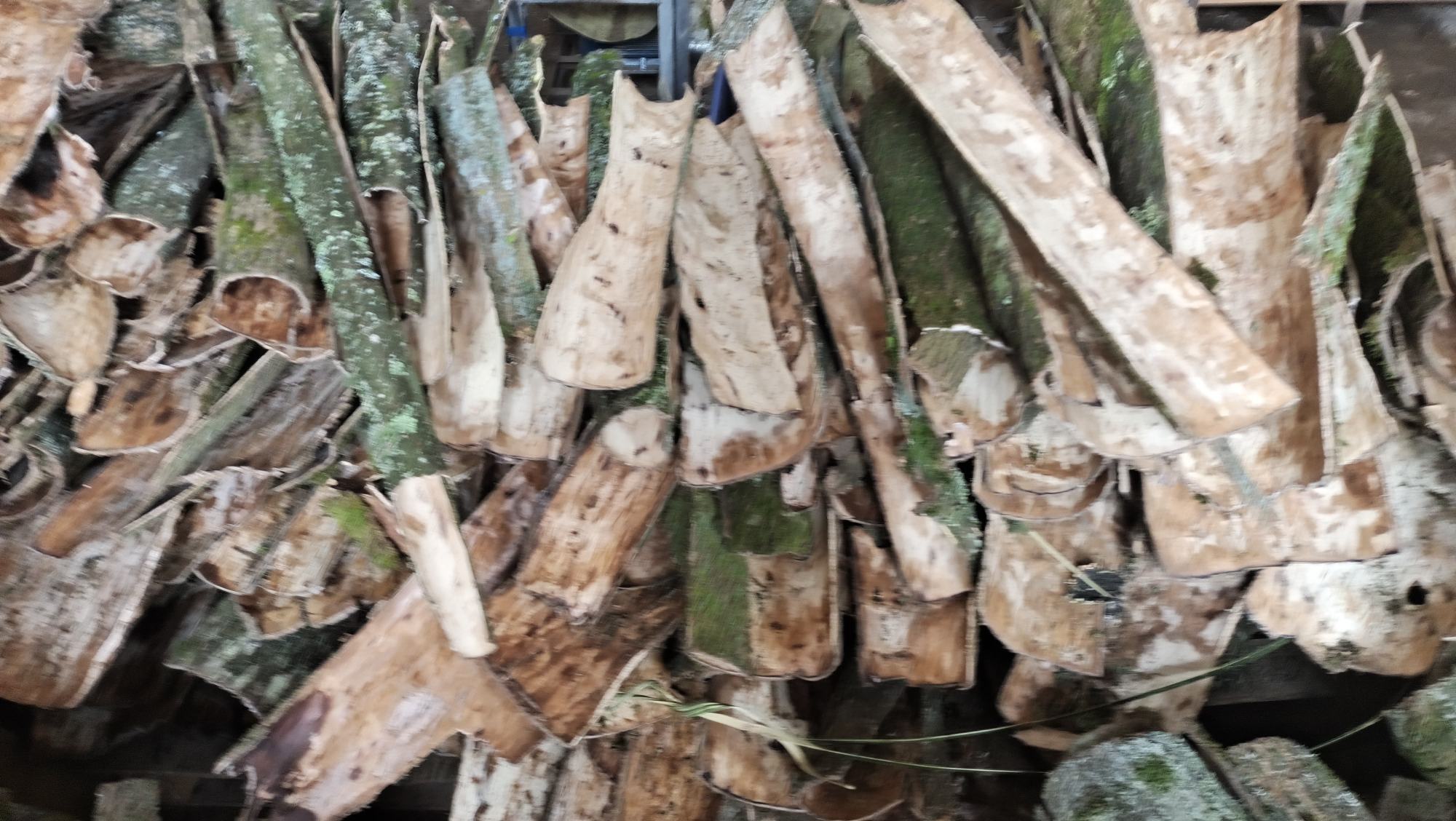 皱皮木瓜鲜果与杜仲干皮实物对比图