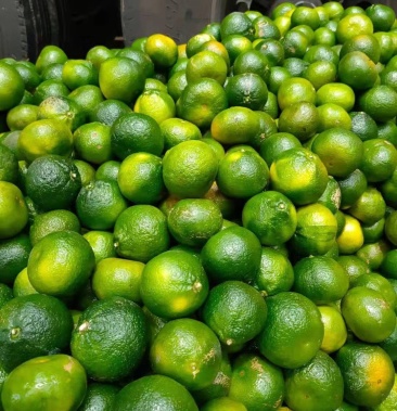 云南夏橘,酸甜有度,9斤净重68元,包邮