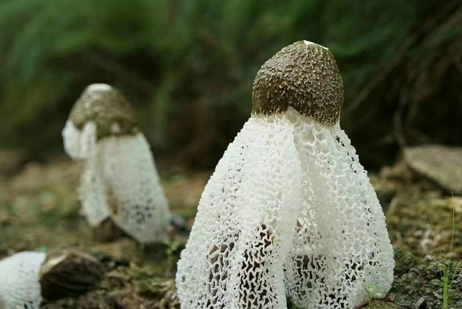 长裙竹荪与短裙竹荪形态对比图