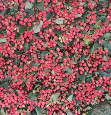 [相思豆种子批发]火龙珠相思豆价格5.00元/件 - 一亩田