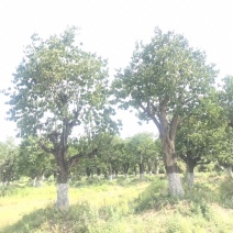 柿子树，古桩柿子树，40到50公分，假植大冠苗古柿子树