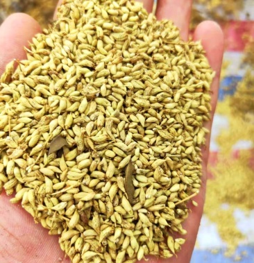 槐米广西正宗金槐米纯品无杂质喜欢的老板赶紧下单了