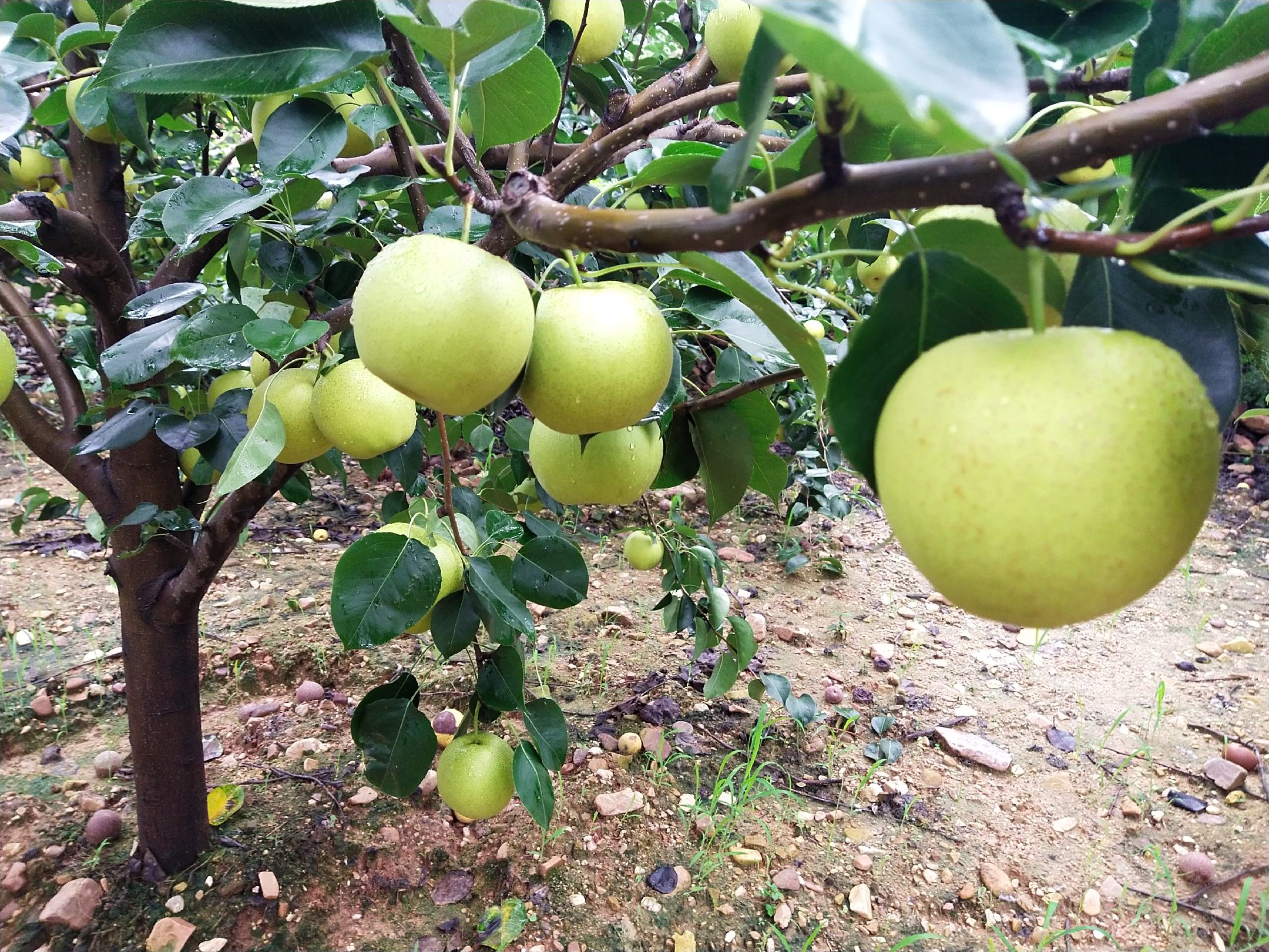 果园中的梨树挂满果实