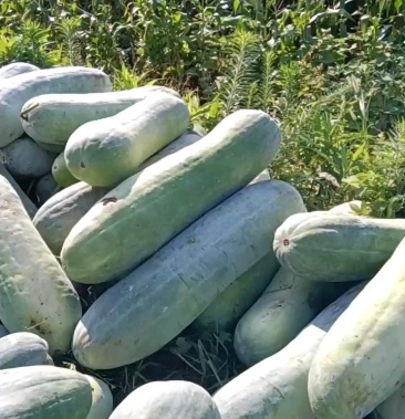 精品迟冬瓜白冬瓜白冬瓜长白条基地货大量供应